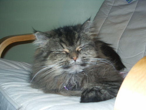 Shadow_File's profile picture. Putting up with the boys is tedious.  I am the best cat in the house.