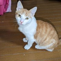アリス (@a997072) 's Twitter Profile