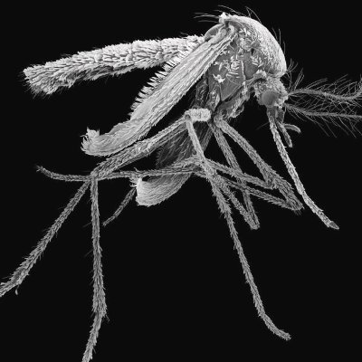 AedesaIbopictus's profile picture. Misántropo.