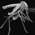 Aedes (@aedesaibopictus) Twitter profile photo Aedes (@aedesaibopictus) Twitter profile photo