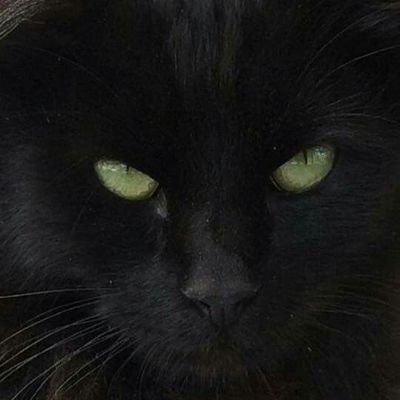 Gulka3391's profile picture. hukukçu isteyen biri⚖️😉