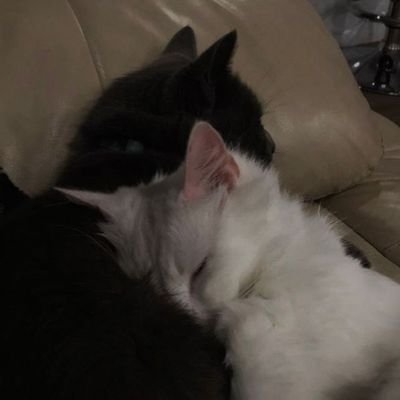 hanyia_'s profile picture. 17 | she/her | shtwt edtwt | diary | hw:71kg
cw:57kg gw:50kg ugw:50kg