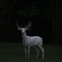 🕷 (@lvyujk) 's Twitter Profile Photo