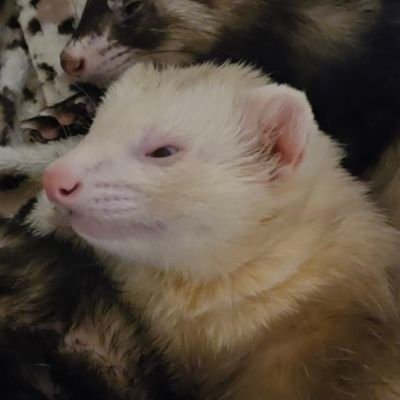feisty.ferretさんのプロフィール画像