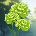 ๐ต THE GREEN ROOM ใฐใชใผใณใซใผใ (@thegreenroom_rp) Twitter profile photo ๐ต THE GREEN ROOM ใฐใชใผใณใซใผใ (@thegreenroom_rp) Twitter profile photo