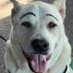 MyDogGunner (@jeffermydoggunn) Twitter profile photo MyDogGunner (@jeffermydoggunn) Twitter profile photo