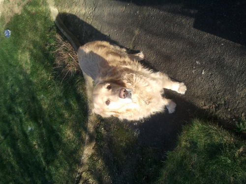 Redbells91's profile picture. Reconu d inutilite publique.