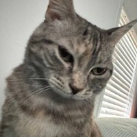 Rosann dellarocco (@internetwords) 's Twitter Profile