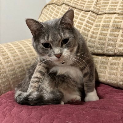 meowke1210's profile picture. updates