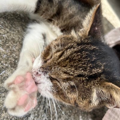 猫とコスメが好きです