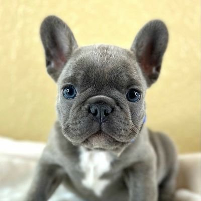 👉|Welcome to @Frenchbulldogcb
❤️|we share daily #frenchbulldog contents😍
🐾french bulldog fans please follow this page
if you really love ❤️