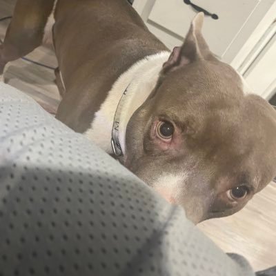 kingbryce98's profile picture. Fortnite Festival enjoyer/tryhard 🤓                         #1 for most Guitar FCs on Rock Band 4