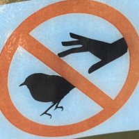 BirdGang (@birdgangca) 's Twitter Profile Photo