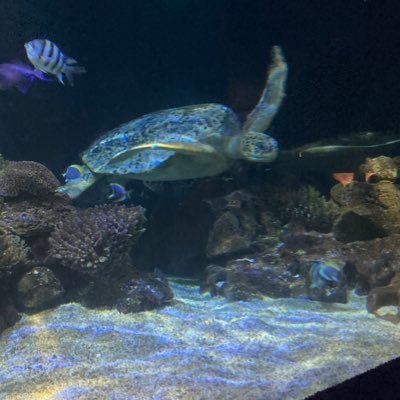 qmso91's profile picture. よろしく