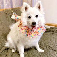 日本スピッツの蘭(♀) (@lan_0306) 's Twitter Profile