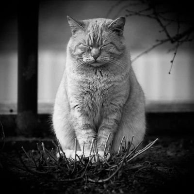 yasfrant's profile picture. El futuro no es lo que va a pasar, sino lo que vamos hacer. Borges

🐱✨🐈🖼️🎨🖌️📚
🏛️ 👨‍🎓Historia - FES Acatlán UNAM 🥰