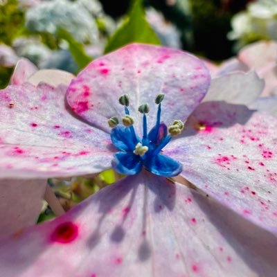 Ronka‘s NaturePhotographyさんのプロフィール画像