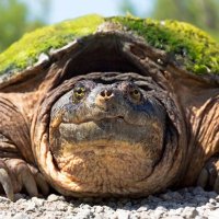 Alligator Snapper (@alligatorsnapp5) 's Twitter Profile