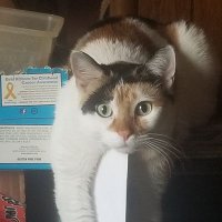 Ginger (@gkinsd) 's Twitter Profile