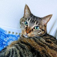 sugarpig(しゅがぴ) (@shugapi_muze) 's Twitter Profile