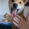 valentina_gerra's profile picture. Рекрутер здорового человека / Собашки🐕🐕 Деймон & Эрика