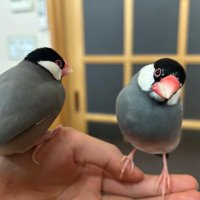 火曜日 かよ (@cbowos2sb2fgff1) 's Twitter Profile