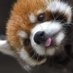 ℜ𝔢𝔡 ℜ𝔢𝔠𝔯𝔢𝔞𝔱𝔦𝔬𝔫𝔰 (@lilredpander) Twitter profile photo ℜ𝔢𝔡 ℜ𝔢𝔠𝔯𝔢𝔞𝔱𝔦𝔬𝔫𝔰 (@lilredpander) Twitter profile photo