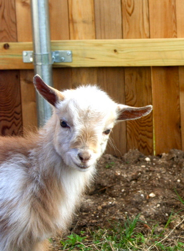 I'm a goat who lives in the backyard.  They give me lots of hay.  Life is good.