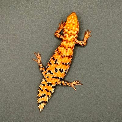 | BREEDING DIARY : @onomomozo ↔︎ SALES & PROMOTION : @egerniaandco | Egernia Depressa, Egernia Epsisolus, Egernia Cygnitos & Egernia Hosmeri