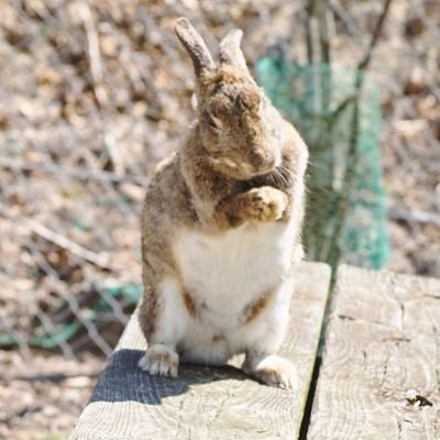 あおいゆかのにちじょうさんのプロフィール画像