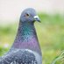 pigeon sabure (@qr7dacynzlhfqz2) Twitter profile photo pigeon sabure (@qr7dacynzlhfqz2) Twitter profile photo