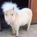 minihorse (@minihorse111) Twitter profile photo minihorse (@minihorse111) Twitter profile photo