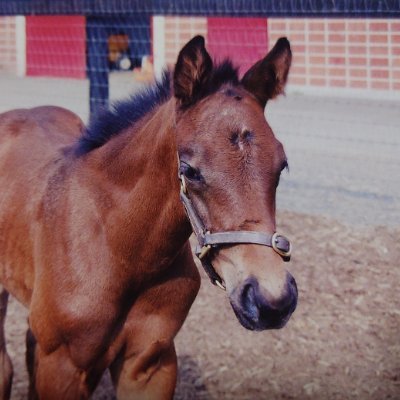 CavalloPferd's profile picture. 2004.4.24-2022.4.28