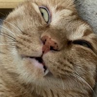 ビンディングの付け方から始めるモリー (@rnohara_0526) 's Twitter Profile