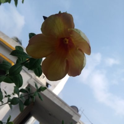 BoseShankar's profile picture. 