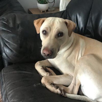 PDirac88592's profile picture. I’m a dispossessed working class white man who feels a stranger in my own country . George Orwell and Enoc Powell we’re prophets .