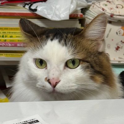 mikandaaaa__MKN's profile picture. (^・^)趣味は車、カメラ、ジャンク修理、ゲーム、頭文字D、wmmt、maimai、チュウニズム、ポラリス、DDR、自作系、オーディオその他諸々 気になることがあればDMとかなんでも