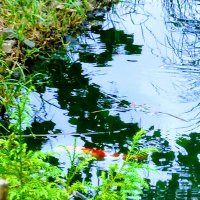 くじら (@mdgapjtwjdat) 's Twitter Profile Photo