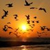 fly bird (@imax95_) Twitter profile photo fly bird (@imax95_) Twitter profile photo
