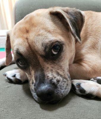 He/Him | 28 | 34k @PlayApex
🇺🇸 | I love helping dogs 🐕 find their forever homes 🏡