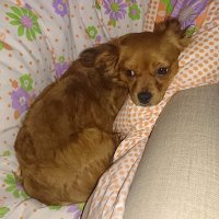 Cornelia (@connyfromheide) 's Twitter Profile