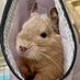 デグーの ろにー (@ronny_degu) Twitter profile photo デグーの ろにー (@ronny_degu) Twitter profile photo
