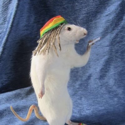 Nagatoro16's profile picture. no