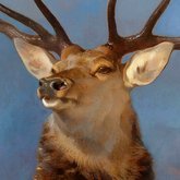 🦌𝘾𝙚𝙧𝙩𝙞𝙛𝙞𝙚𝙙 𝙃𝙞𝙧𝙨𝙘𝙝🦌 (@certifiedhirsch) 's Twitter Profile