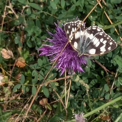 Transmission of knowledge, Greece & Orient ~ personal account