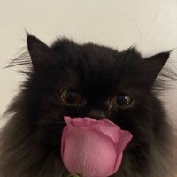 َ (@lixetru) Twitter profile photo
