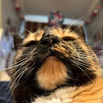 my name is Ginger. ‼️Aggressive animal‼️👹 Antifa cat. 18 🎂 my nemesis @pissboydanny