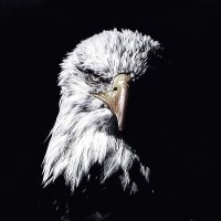 Nesim Çelebi jk (@nesim_cele52718) 's Twitter Profile