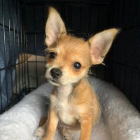 chicago (@ljt1212) 's Twitter Profile
