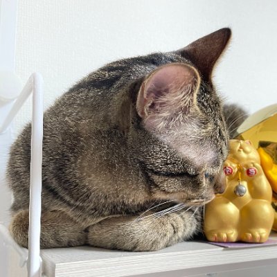 AmelieTan98's profile picture. 友達とも会え偶然🧘🏻‍♀旅行️✈️
私はドラゴンボールの人形を集めています
れず💖Alwaysらしく、自立して楽しんでいく⭐
副業さんに言われポルノ❌